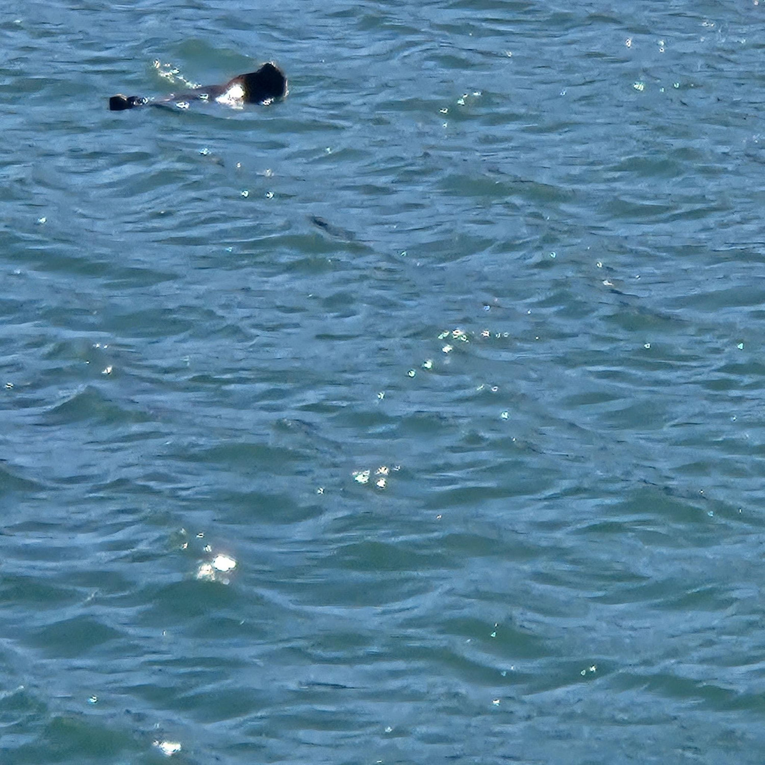 10/12 We spotted some otters off the Harford Pier!
