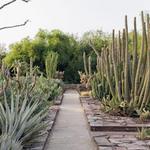 Desert Botanical Garden