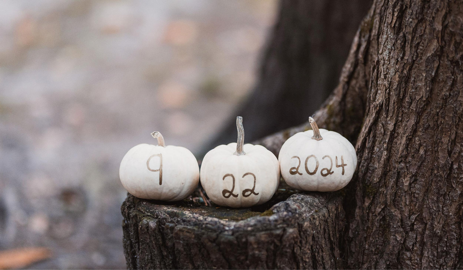 The Wedding Website of Tammy Turner-Matthews and Mitchell Matthews