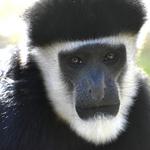 Chehaw Park & Zoo
