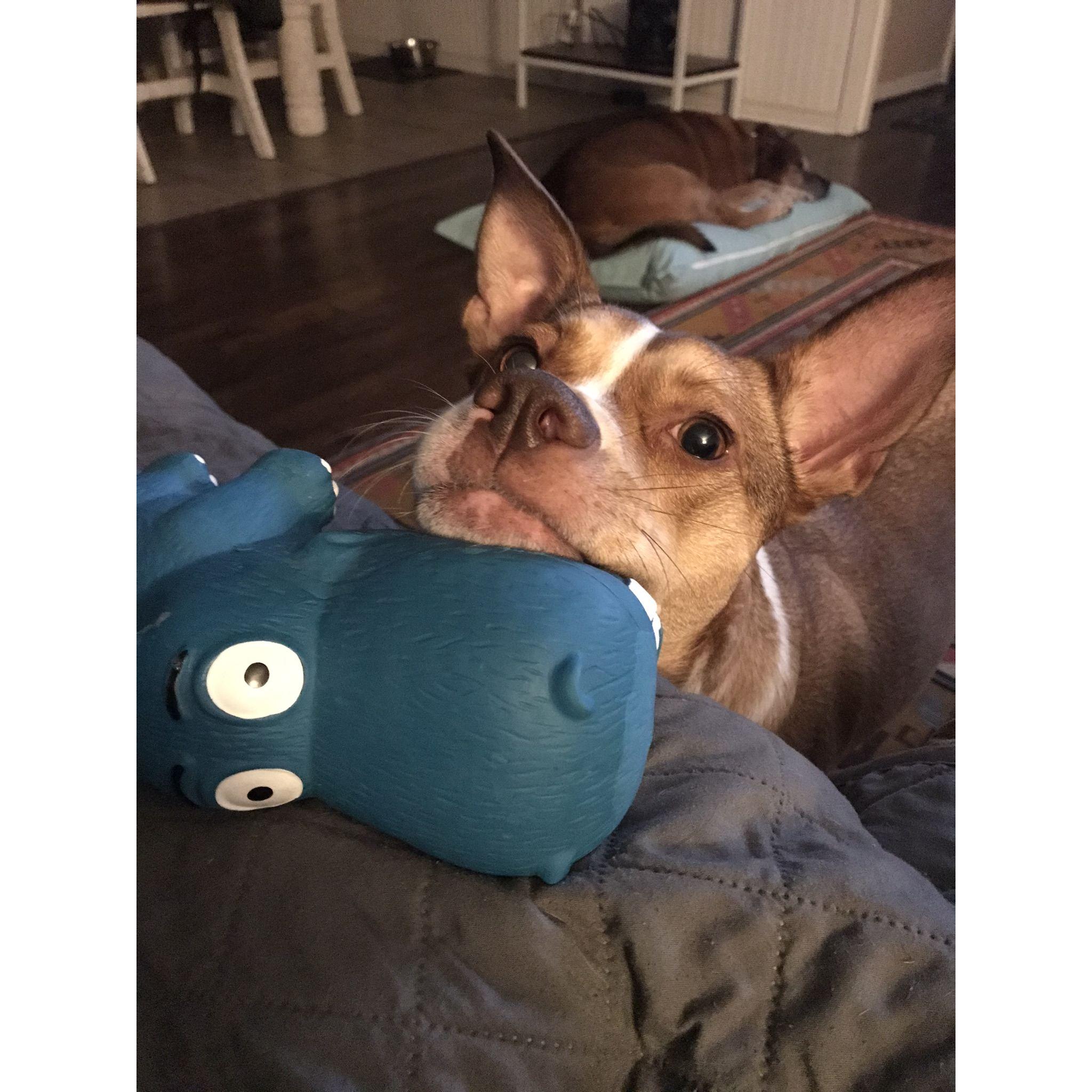 Daisy's obsession with her toys, they must be thrown to her at all times. 