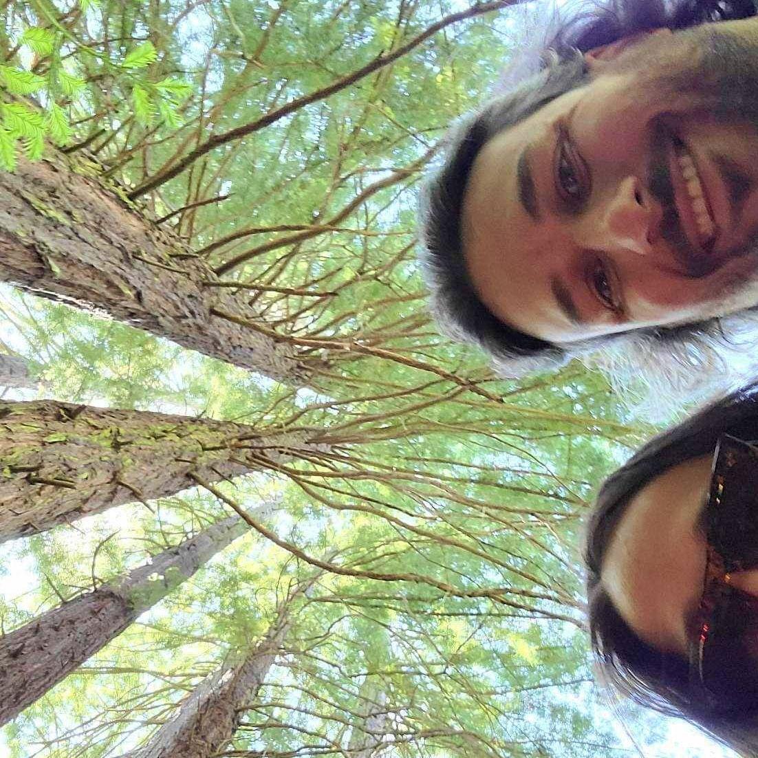 Redwoods rewind in NorCal