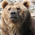 Montana Grizzly Encounter