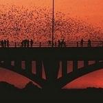 South Congress Bridge Bats