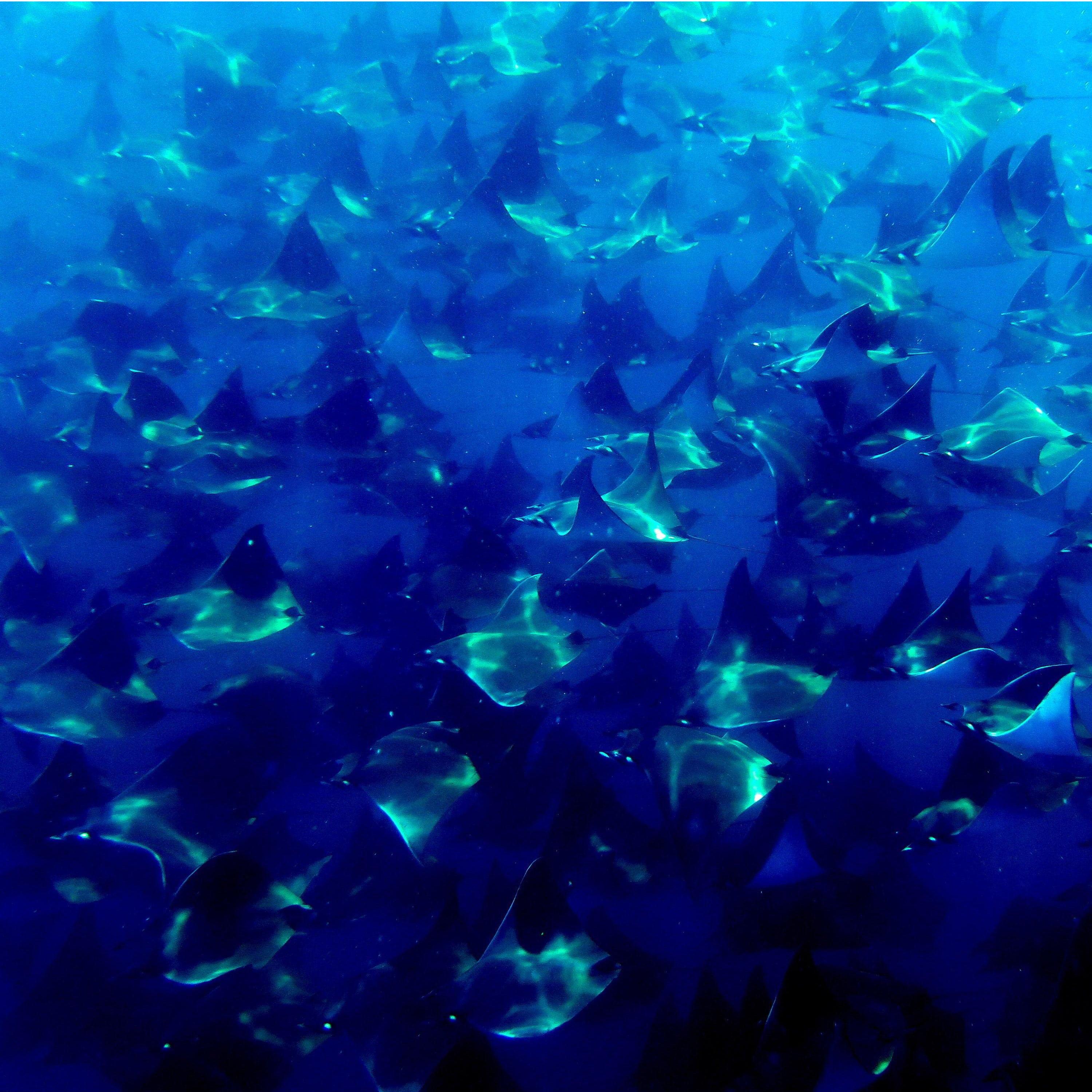 Massive schools of Mobula Munkiana, more commonly known as Munk’s Devil Rays or locally as Mobula Rays, fill the Sea of Cortez & Pacific Ocean around the southern Baja California every year.