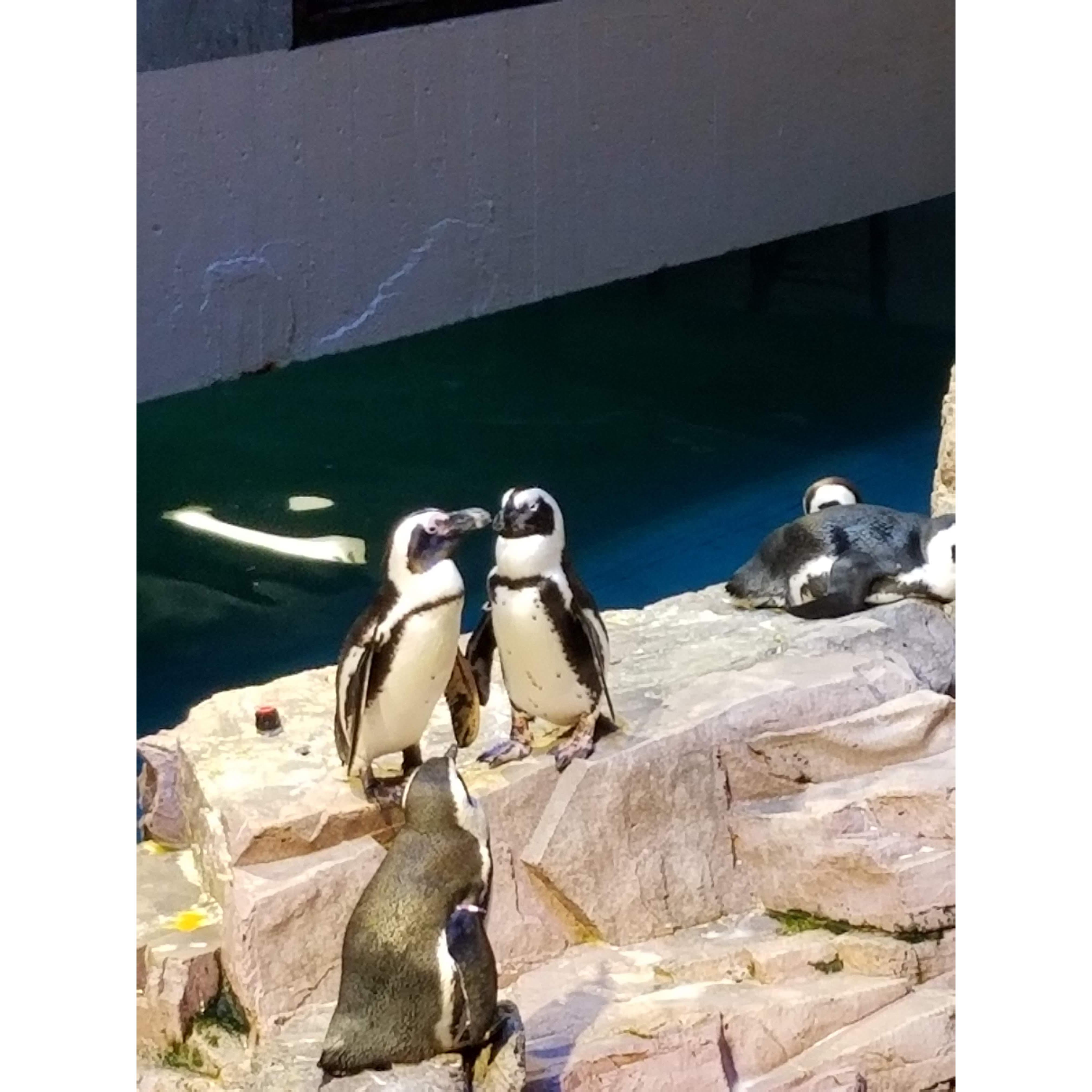 Penguins at the NEAQ - Mike's favorite!