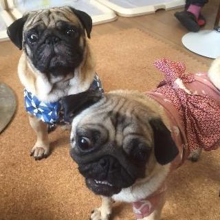 Pug Cafe Visit in Kyoto, Japan