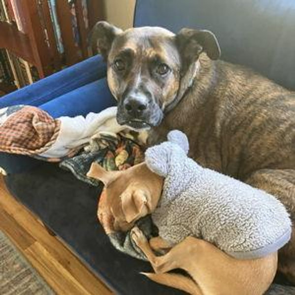Dog care while we're traveling