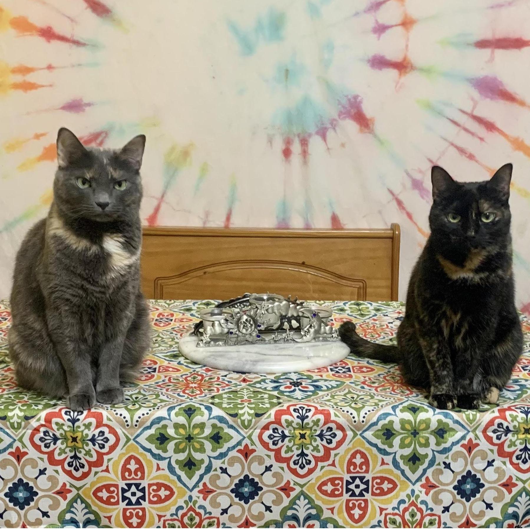 Our funky felines, Tessa Bear and Ramona Mae.