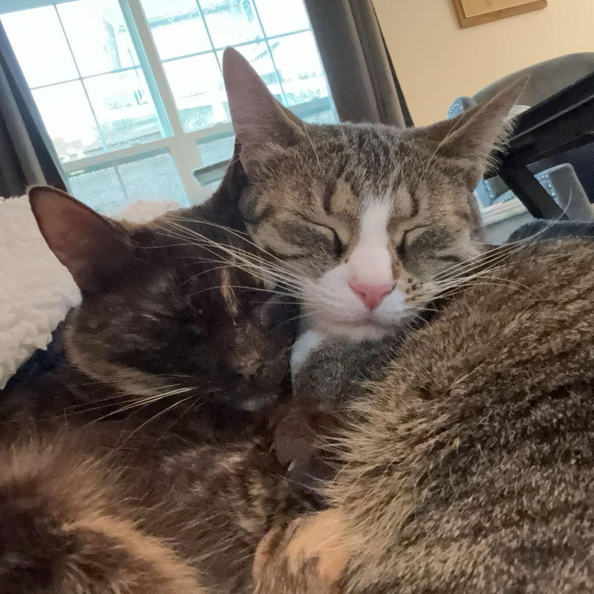 Luna and Gilly love to snuggle!