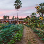 Flora Farms