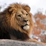 Seneca Park Zoo