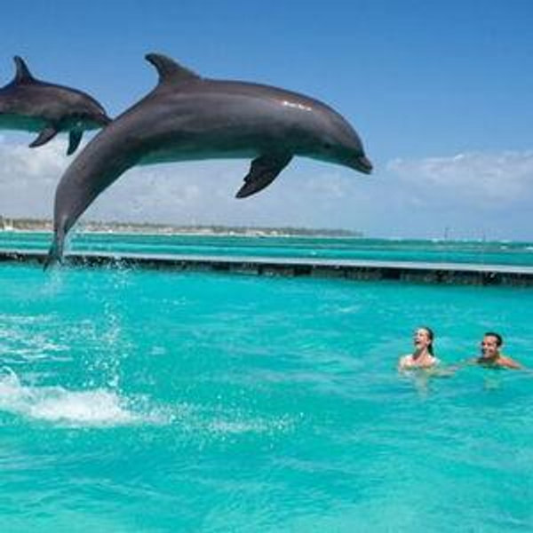 Swimming with the dolphins