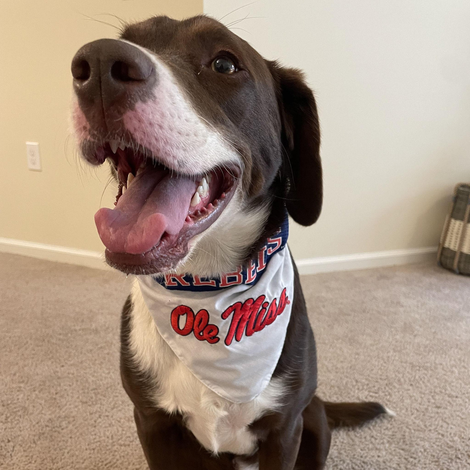Our silly Goose