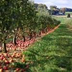 Ellijay apple orchards