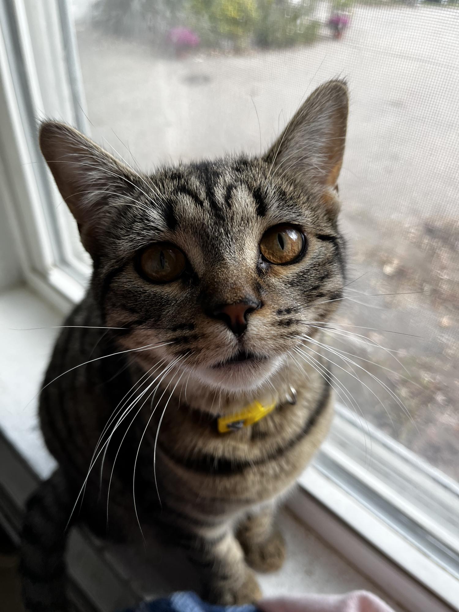 Nova