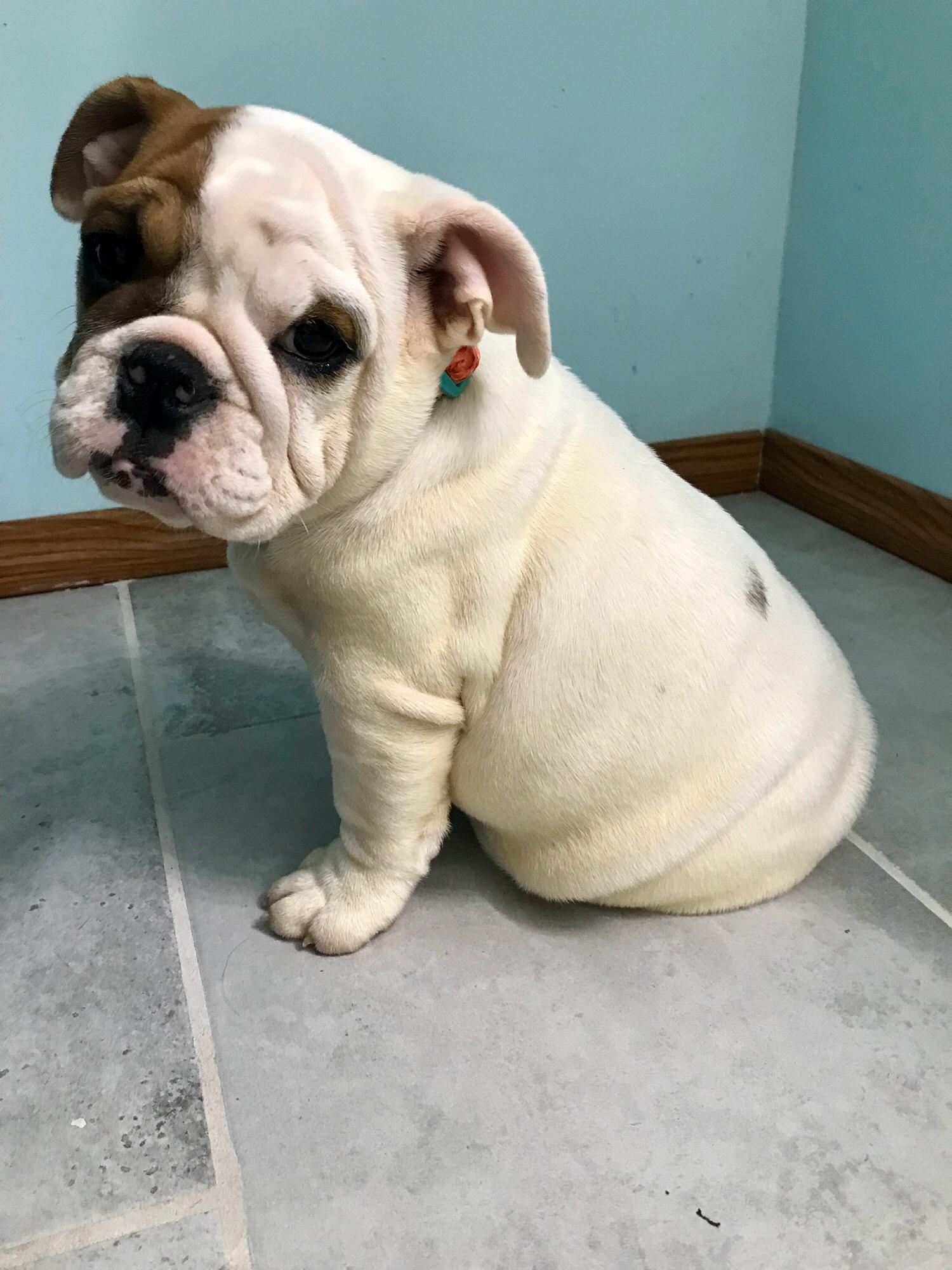 Stella's first night home. 10.10.18