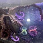 The Dallas World Aquarium