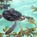 Loggerhead Marinelife Center