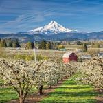Wineries