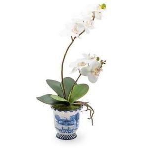 royal toile potted orchid – medium