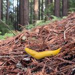 UC Santa Cruz Arboretum & Botanic Garden