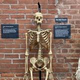 The Mütter Museum at The College of Physicians of Philadelphia