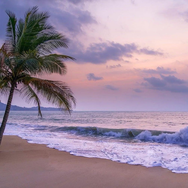 Dream Honeymoon