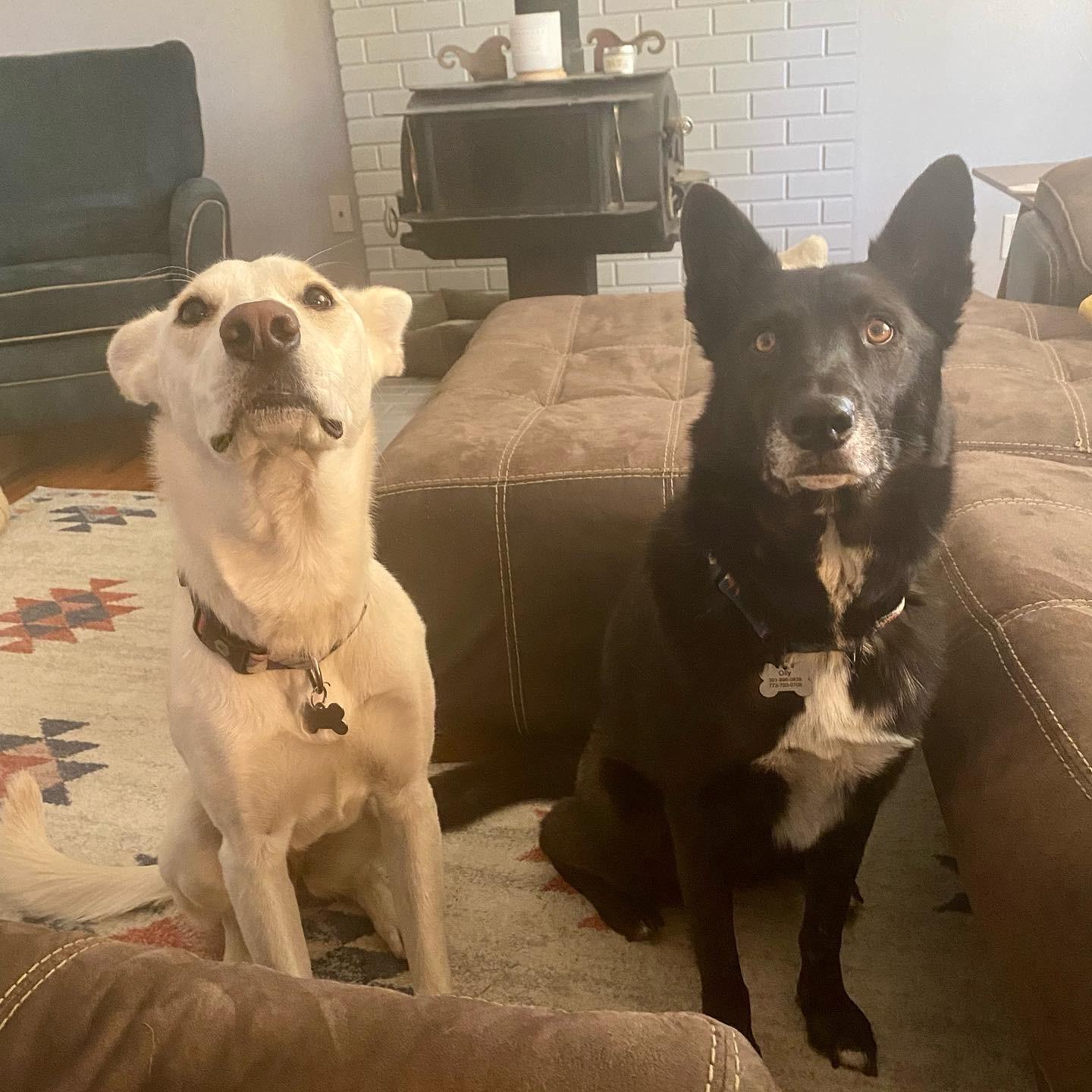 This was when we told the pups we were getting married. In all seriousness though, our pets are family to us. Expect to see these two at least during the day's activities.