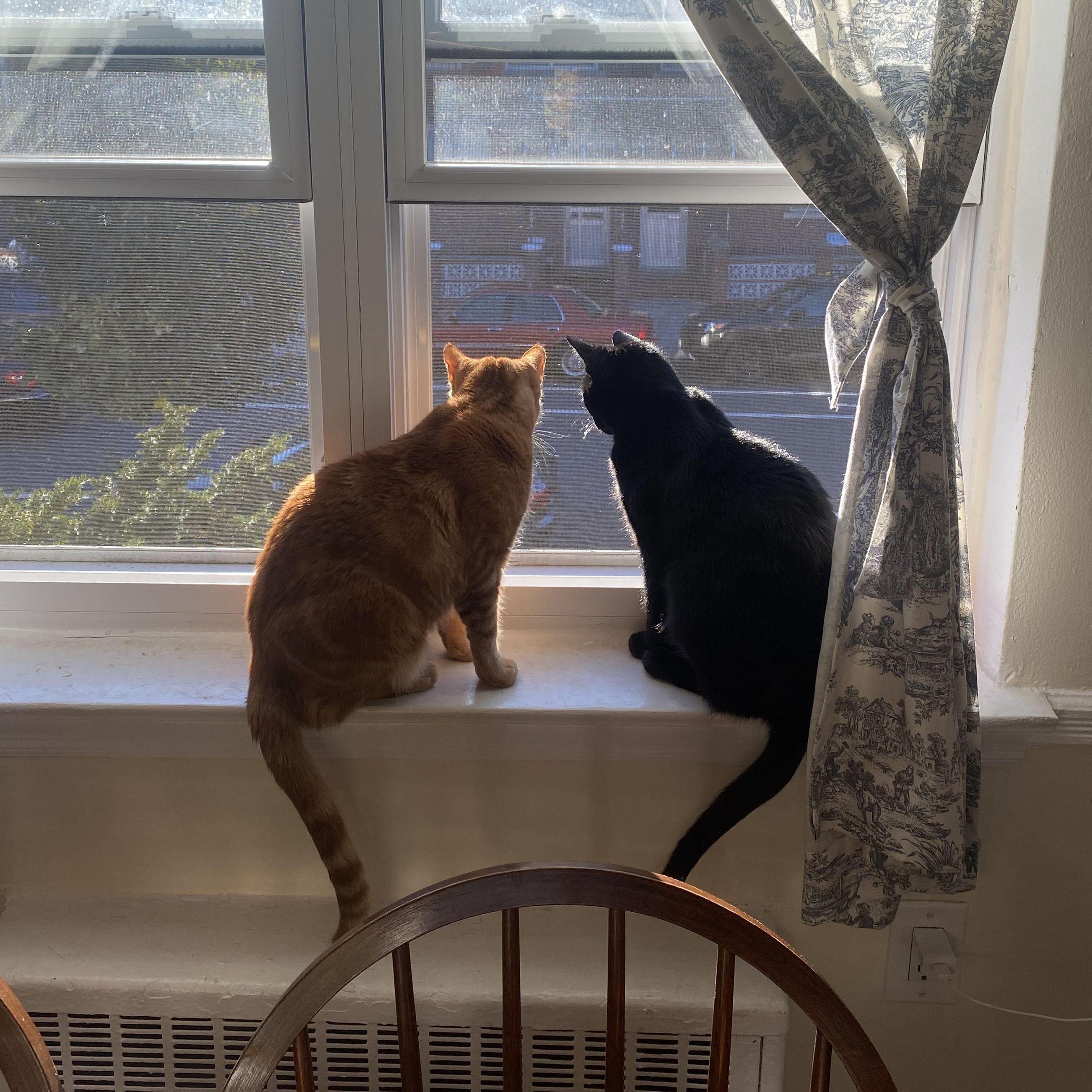 Our two cats, Charlie and Elsie