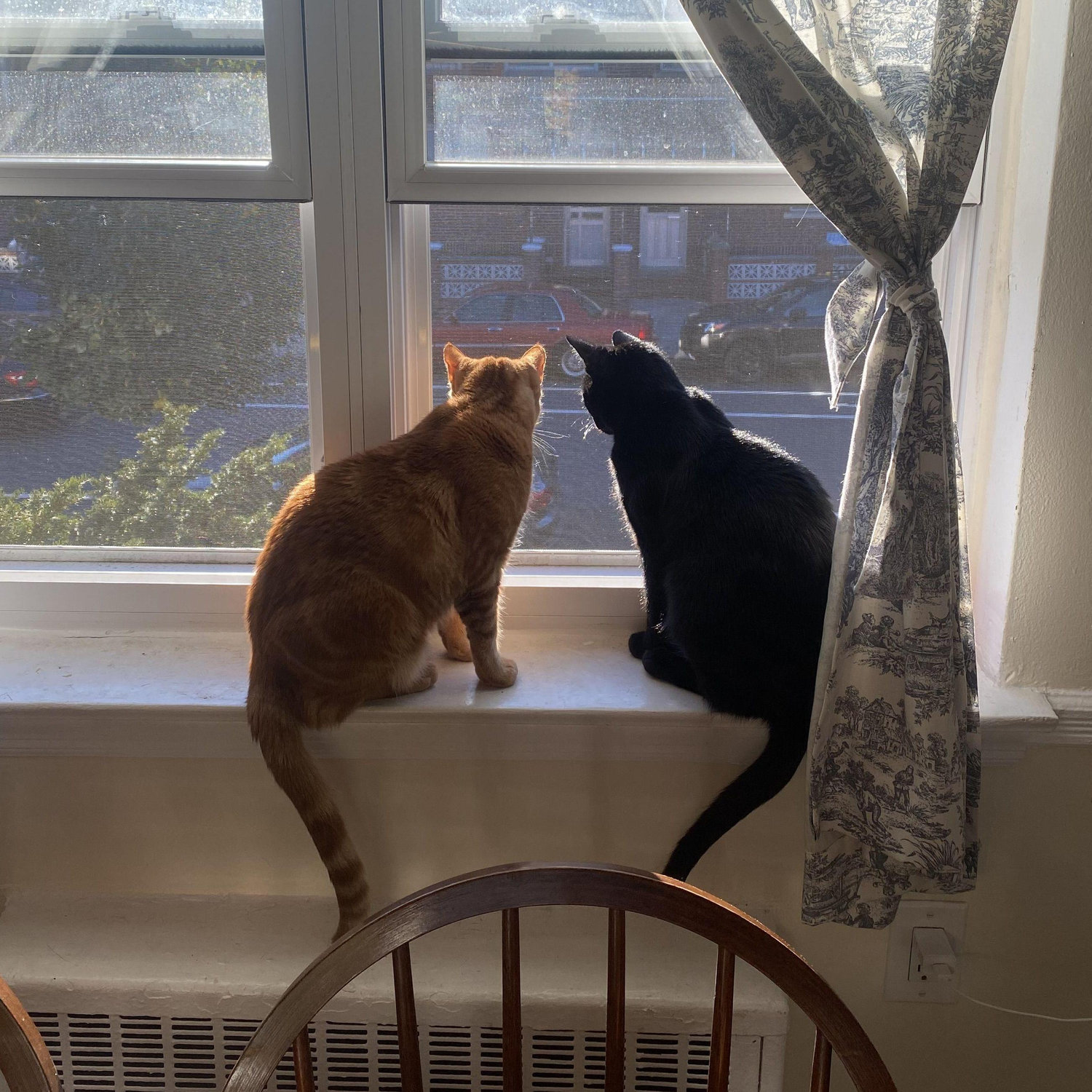 Our two cats, Charlie and Elsie