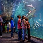 Adventure Aquarium