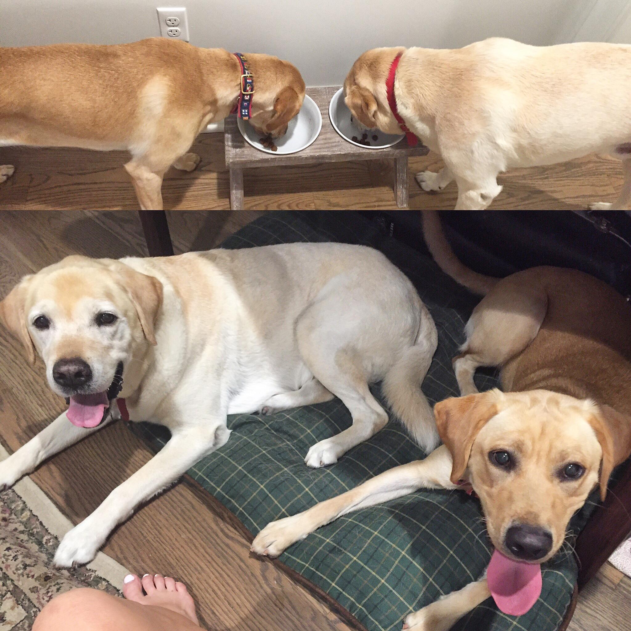 Ella meets Indy. He is sort of her older, boring uncle. But every once in a while he gives her a run for his money!