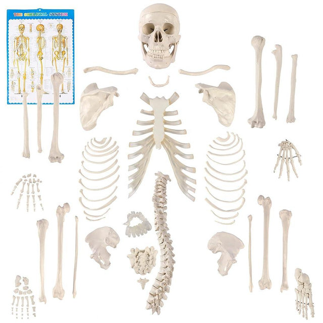 Houseables Disarticulated Human Skeleton, Human Skeleton Model for Anatomy, Anatomy Model, Anatomically Correct, Physiology Bones, Skeletal System, Full Life Size, Anatomical, Study, Class, 62” Height