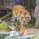 Riverbanks Zoo & Garden