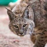 Great Cats World Park