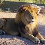 Phoenix Zoo