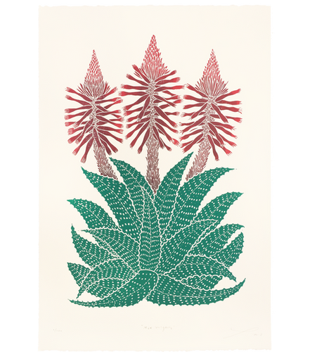 Aloe Vulgaris Print - Lili Arnold
