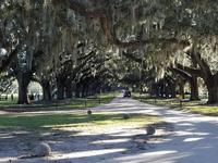 Boone Hall Plantation & Gardens