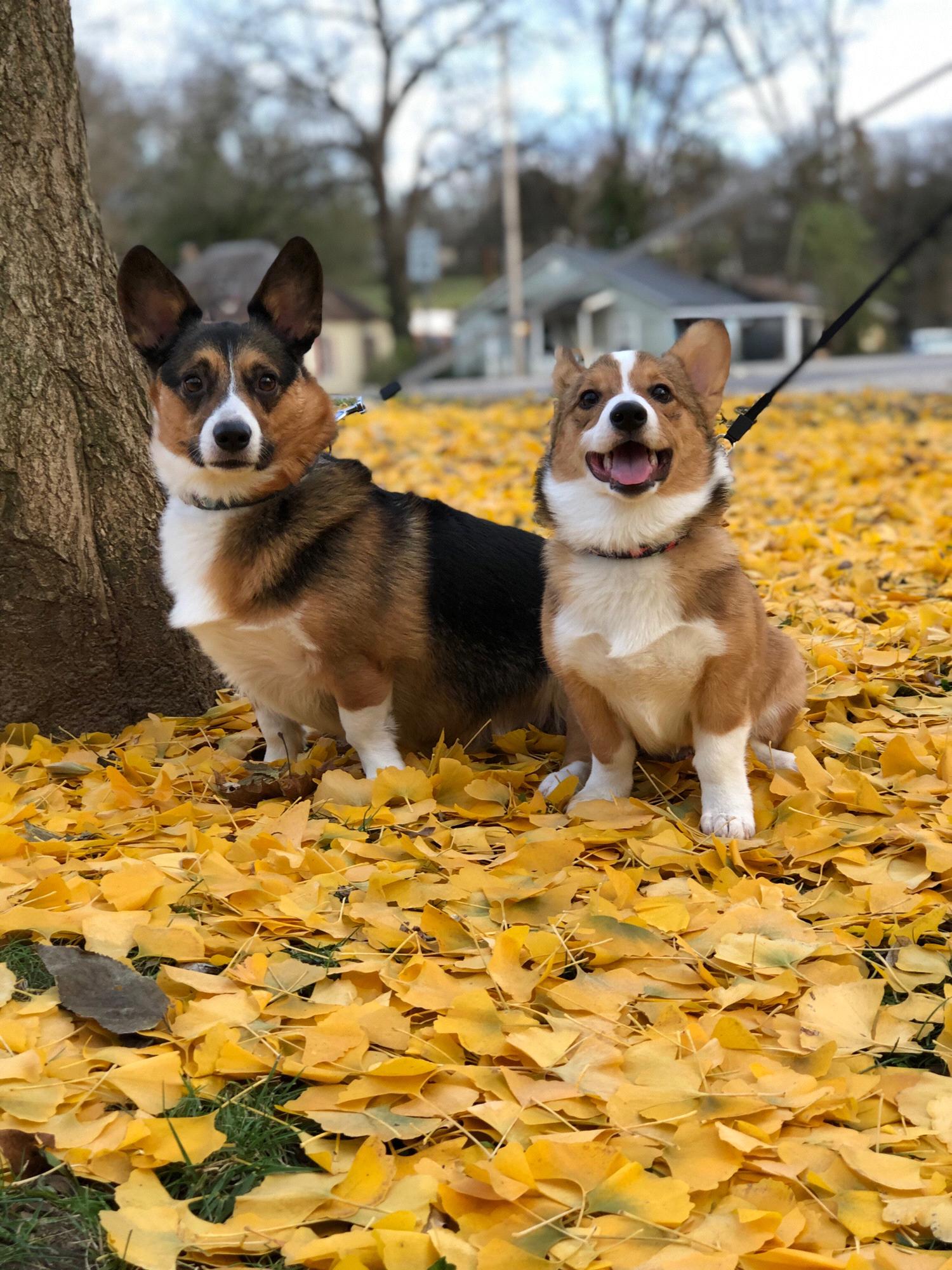 The boys-Charlie & Max