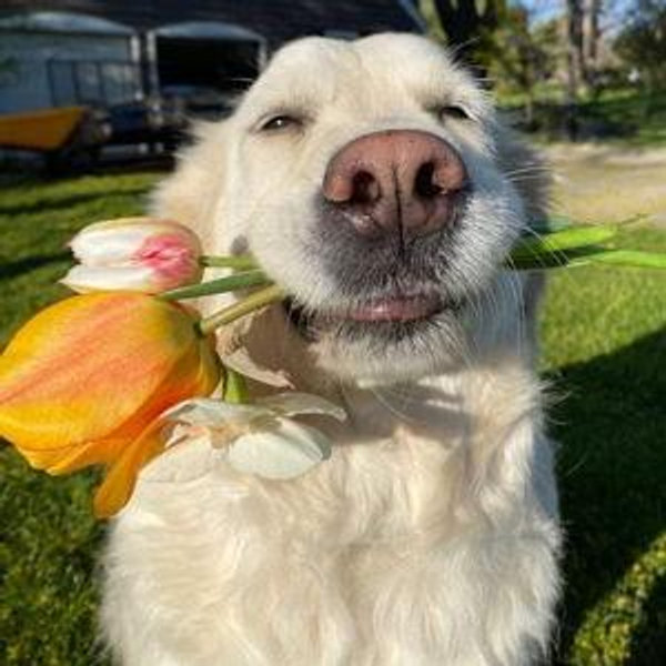 Our Future Dog