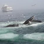 Whale Watch - Provincetown, MA