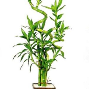 Brussel's Lucky Bamboo 7 Stalk Curly - Small - (Indoor)