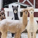 Bluebird Farm Alpacas