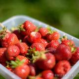 Butler's Orchard