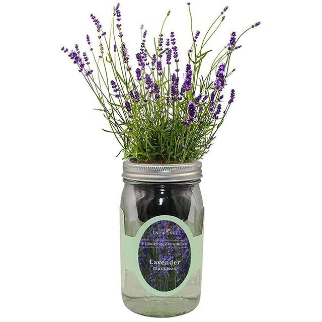 Environet Hydroponic Herb Growing Kit, Self-Watering Mason Jar Herb Garden Starter Kit Indoor, Windowsill Herb Garden, Grow Your Own Herbs from Seeds (Lavender Munstead)