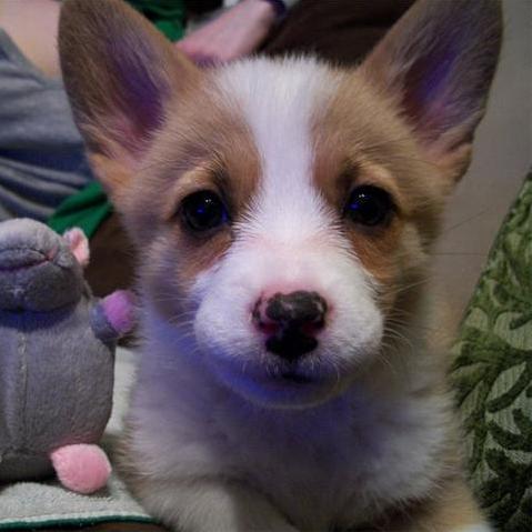 Elly used to be a peanut.