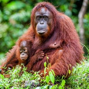 Orangutan Trekking