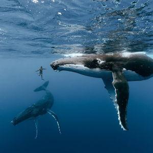 Swimming with Humpback Whales in Moorea!