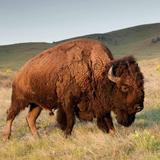Bison Range